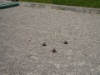 DSCN4639
